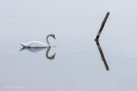 Cygne, réserve ornithologique du Teich, Bassin d'Arcachon