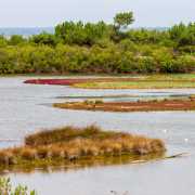 Réserve ornithologique du Teich, Bassin d'Arcachon