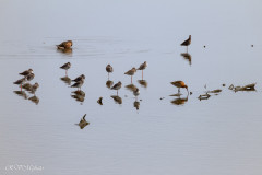 Réserve ornithologique du Teich, Bassin d'Arcachon