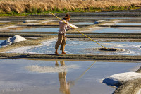 Marais salants près de Guérande