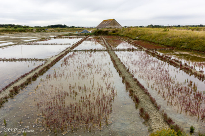 Marais salants près de Guérande