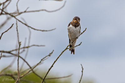 Hirondelle rustique en Brière