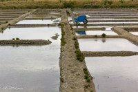 Marais salants près de Guérande