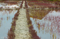 Marais salants près de Guérande