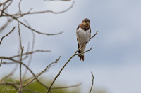 Hirondelle rustique en Brière