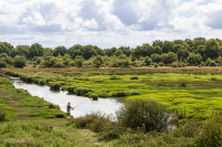 Le marais de Brière