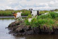Le marais de Brière