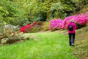 Chateau de Trévarez, rhododendrons