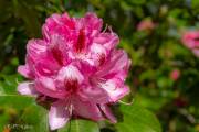 Chateau de Trévarez, rhododendrons