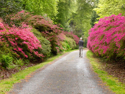 Chateau de Trévarez, rhododendrons