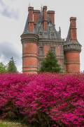 Chateau de Trévarez, rhododendrons