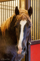 Trait postier Breton