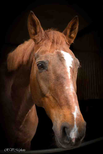 Portrait de cheval