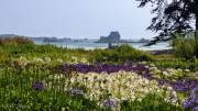 Agapanthes sur l'ile de Brehat