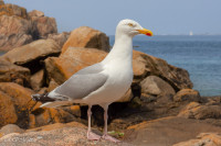 Goeland argenté sur l'ile de Brehat