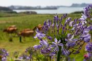 Agapanthes sur l'ile de Brehat