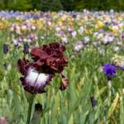 Le jardin d'iris, Bubry