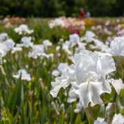 Le jardin d'iris, Bubry