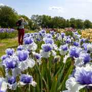 Le jardin d'iris (Bubry)