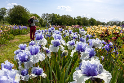 Le jardin d'iris (Bubry)