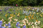 Le jardin d'iris, Bubry