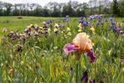 Le jardin d'iris, Bubry