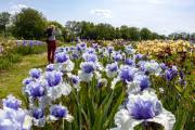 Le jardin d'iris, Bubry