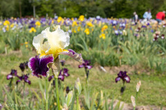 Le jardin d'iris, Bubry