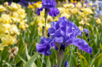 Le jardin d'iris, Bubry