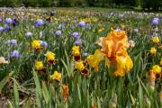 Le jardin d'iris, Bubry