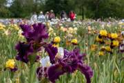 Le jardin d'iris, Bubry