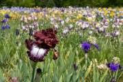 Le jardin d'iris, Bubry