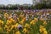 Le jardin d'iris, Bubry