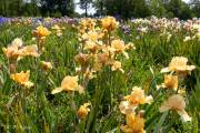 Le jardin d'iris, Bubry