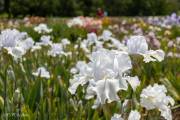 Le jardin d'iris, Bubry