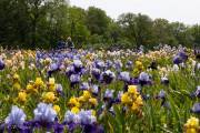 Le jardin d'iris, Bubry