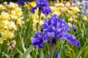 Le jardin d'iris, Bubry