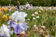 Le jardin d'iris, Bubry