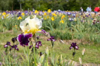 Le jardin d'iris, Bubry