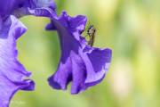 Le jardin d'iris, Bubry