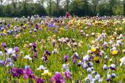 Le jardin d'iris, Bubry