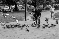 Les pigeons, cours F. Roosevelt
