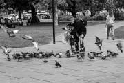 Les pigeons, cours F. Roosevelt