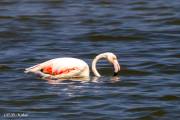 Flamant rose, Peyriac de mer