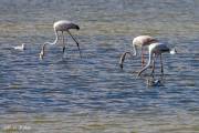 Peyriac de mer, flamants roses