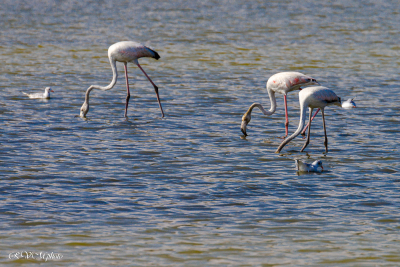 Peyriac de mer, flamants roses