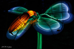 Les animaux de lumière