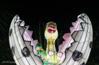 Les animaux de lumière