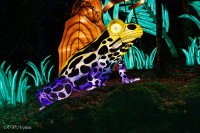 Les animaux de lumière