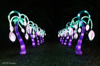 Les animaux de lumière